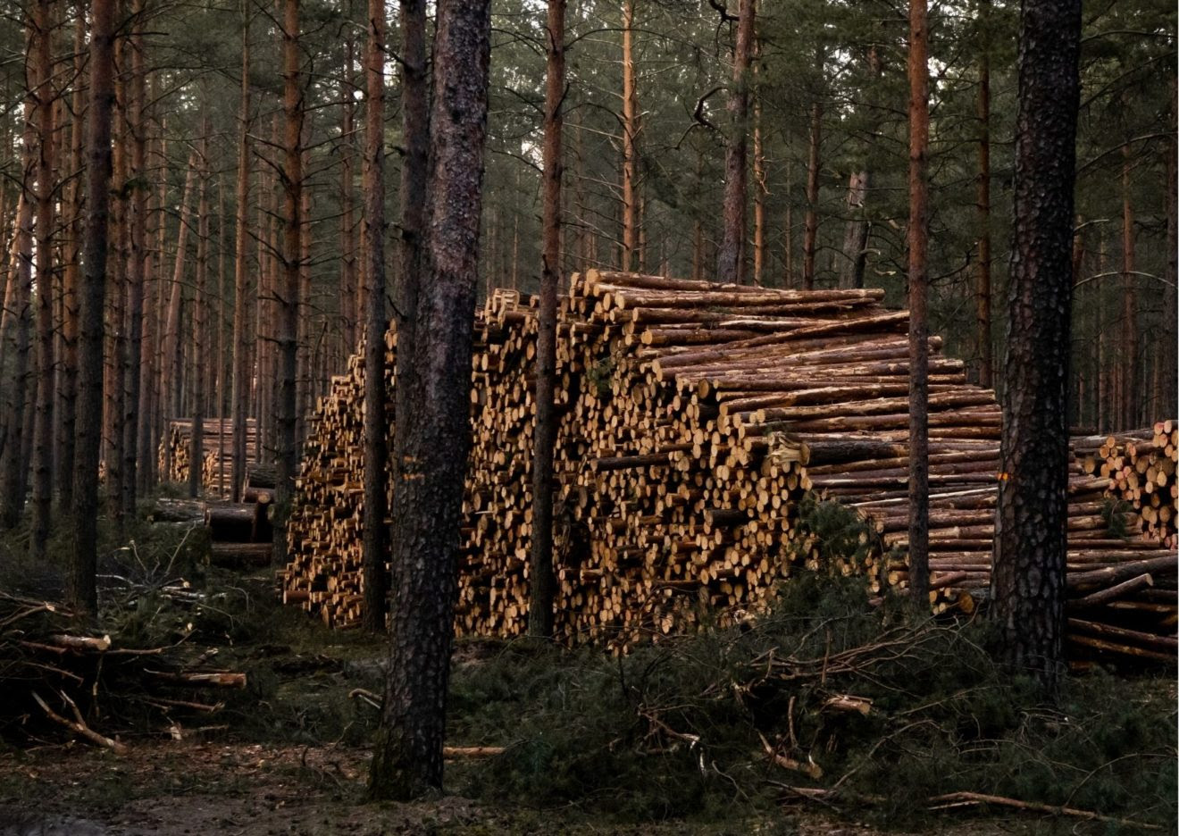 Европа требует от России отменить запрет на экспорт древесины
