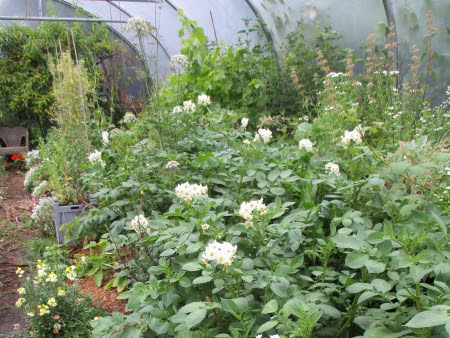 Blaue Anneliese looking healthy and vigorous - taking over an entire bed!