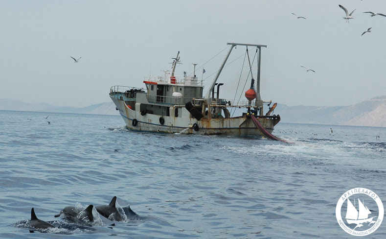 Trawler Common-dolphins
