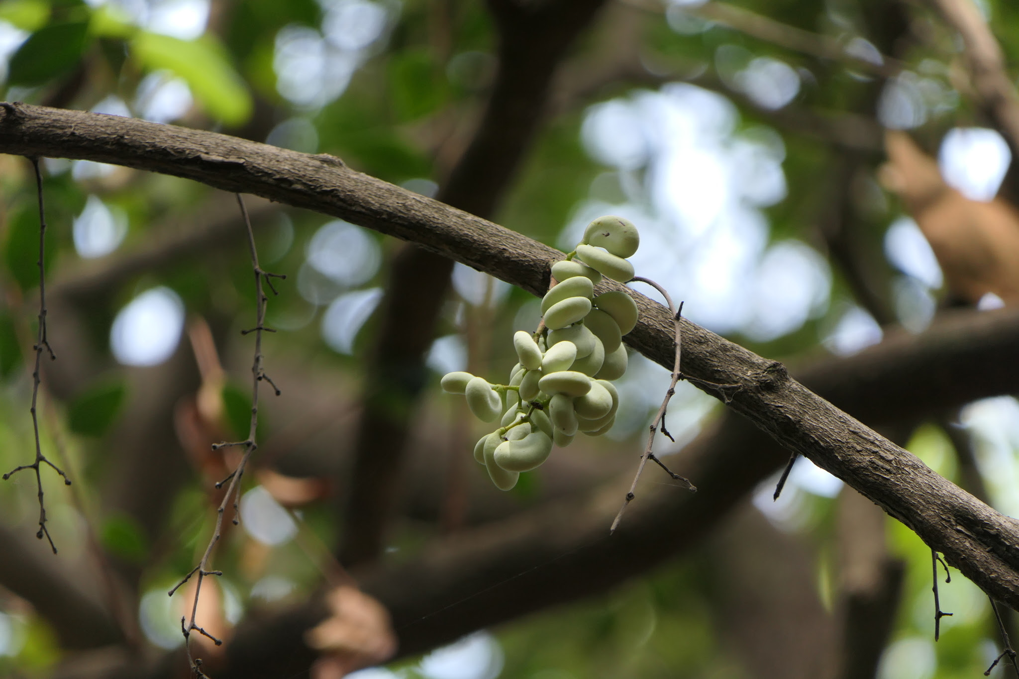 Diploclisia glaucescens (Blume) Diels