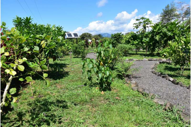 Traditional Samoan medicine found to be as effective as ibuprofen at reducing inflammation