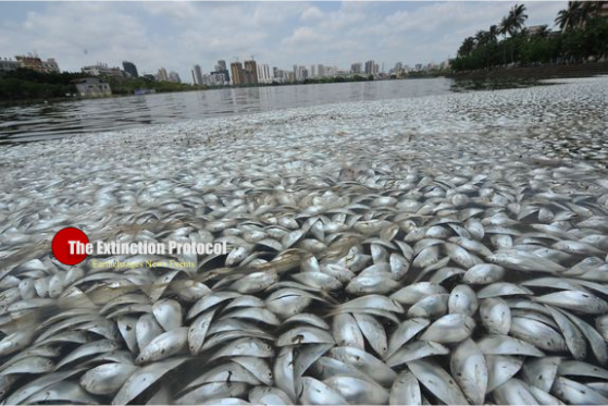 Marine die-offs accelerate across the globe – and no one seems to know why China-fish