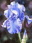 SUMMER'S PRIDE iris flower watercolor painting - Posted on Sunday, March 15, 2015 by Barbara Fox