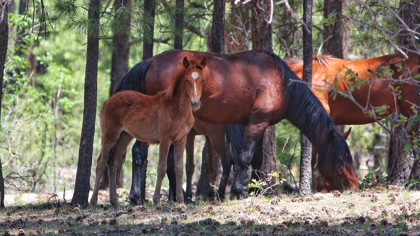 Protect the Heber wild horses of the Sitgreaves National Forest in eastern Arizona!