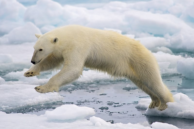 File:Polar Bear AdF.jpg