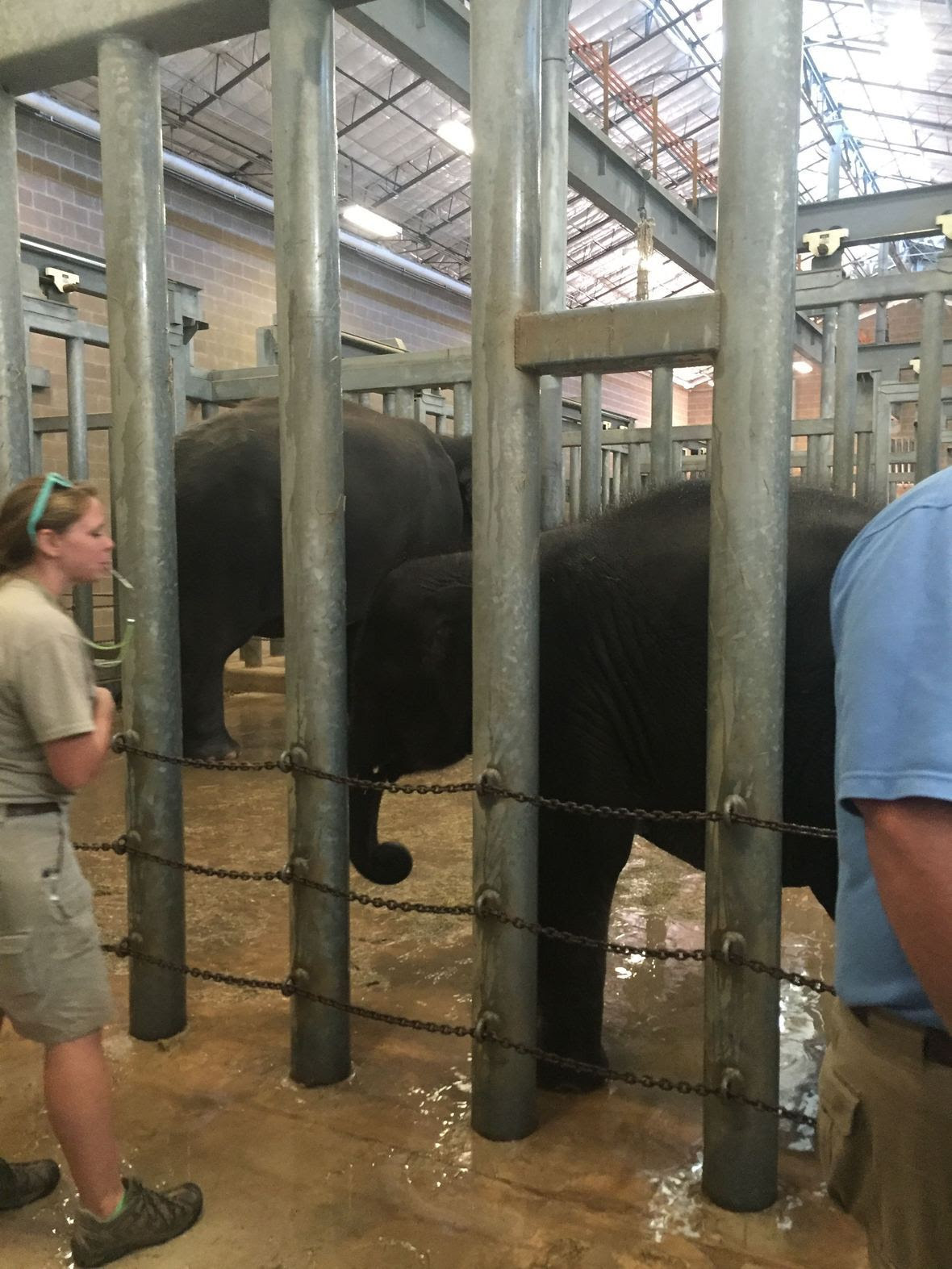 Positive reinforcement training of a young elephant - Houston Zoo.