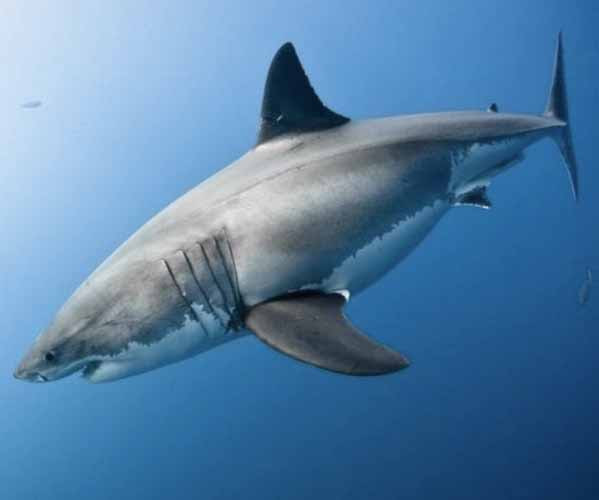 Tiburones Hacía El Fondo