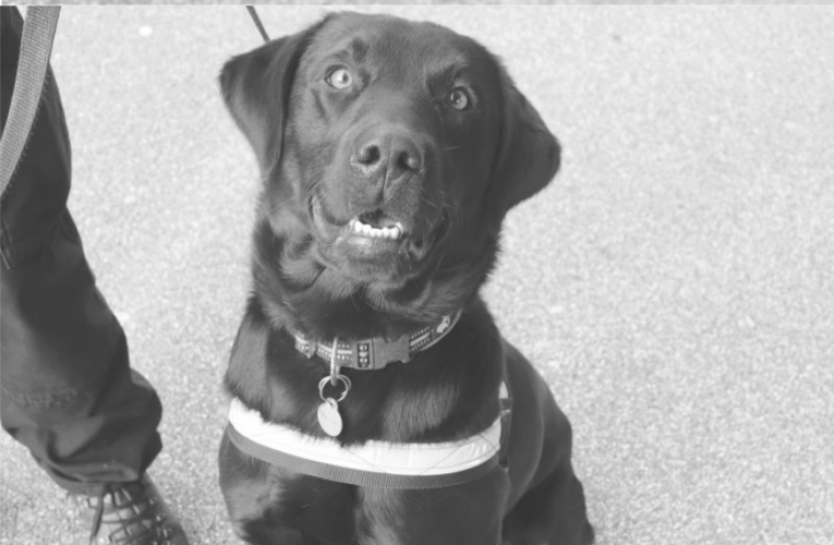 Dogs against knife crime