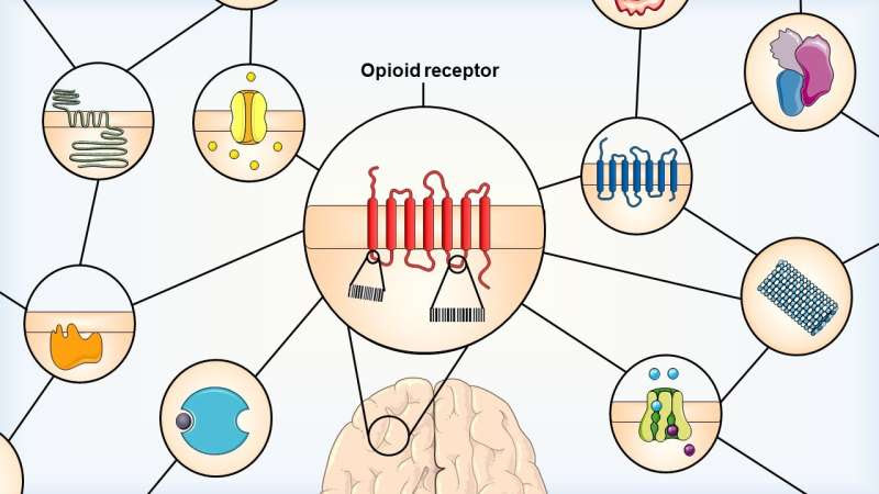 Study examines the differences between opioid receptor subtypes