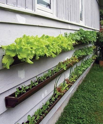 Turn a Small Space Into a Big Harvest  Gutter-on