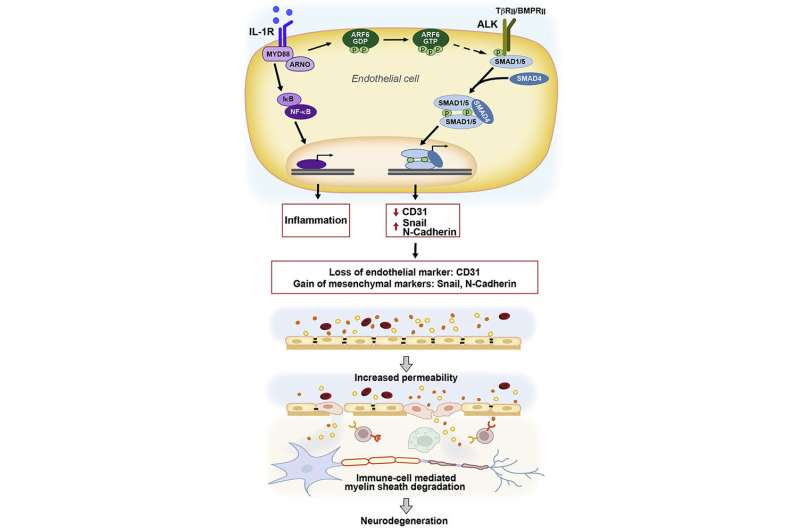 Bolstering the blood-CNS barrier could lead to new treatment approach for multiple sclerosis