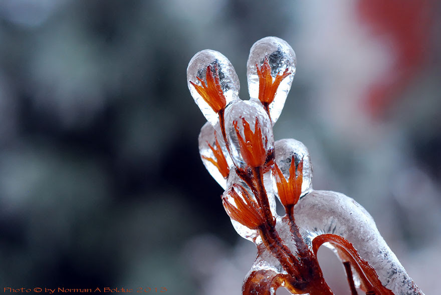 Creations only Nature could make .... Frozen-ice-art-12__880