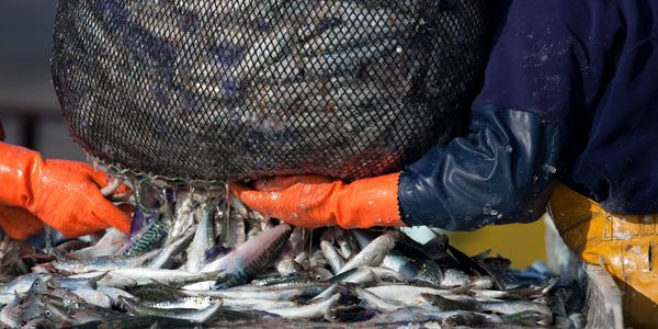A close up of a fishing net spilling over with fish