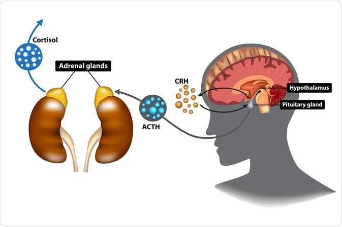 Diagram showing the stress response pathway that corticotropin-releasing hormone is involved in (CRH) - illustration by Sakurra