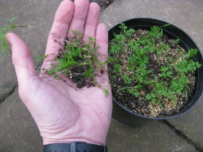Thinning pot-grown carrot seedlings