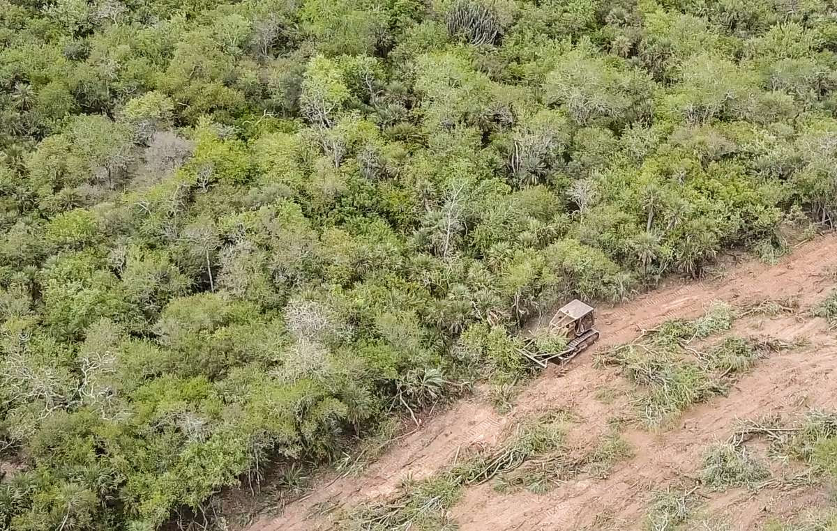 El bosque de los ayoreos está siendo deforestado a un ritmo vertiginoso