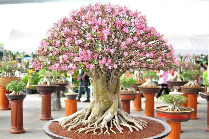 Những cây bonsai đẹp nhất của Nhật Bản 1980f876-01fd-443a-80ee-929df5b208ab