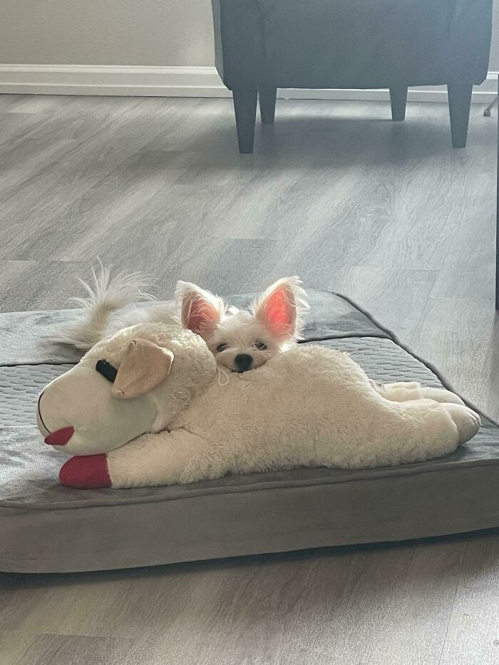Her Favorite Toy Is One That Is Way Too Big For Her And Was Meant For My Larger Dog