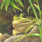 Absolutely Ribbiting - Posted on Tuesday, February 24, 2015 by Connie McLennan