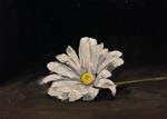 White Daisy - Posted on Tuesday, March 24, 2015 by Chris Beaven