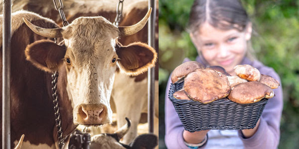 A helpless cow stands in chains inside a factory farm, while a little child holds up a basket of fresh-picked mushrooms, smiling.