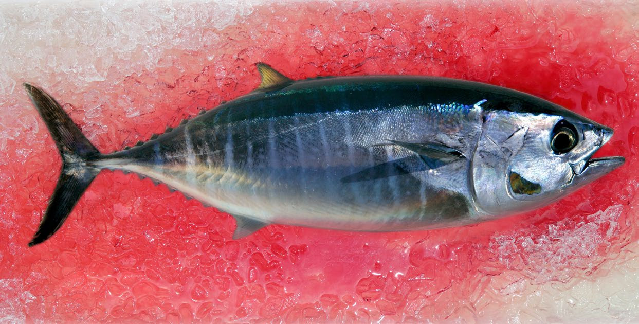Alertas por mercurio en
pescado 2019