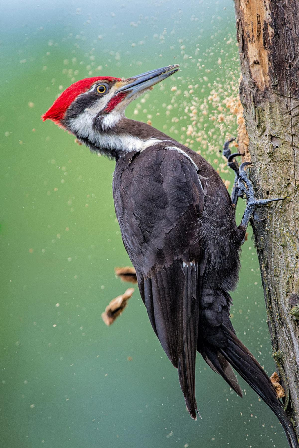 Pileated Woodpecker pecking a tree with sawdust flying