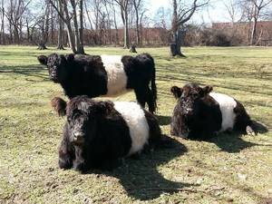 Cattle_Belted_Galloway_Mason_Tori_Nashville_Zoo