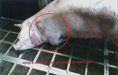 Foto: varken kan niet meer staan.