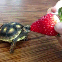 turtle eating.gif