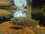 Underwater brook trout by Ed Ostapczuk