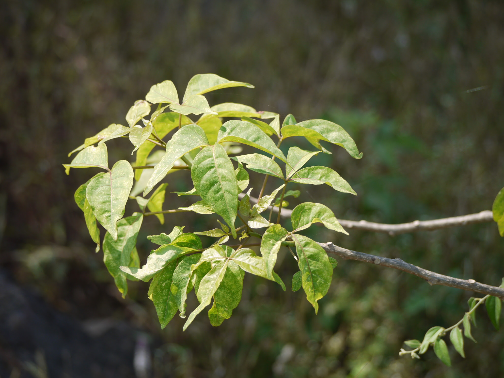 Crateva adansonii subsp. odora (Buch.-Ham.) Jacobs ... FOR VALIDATION