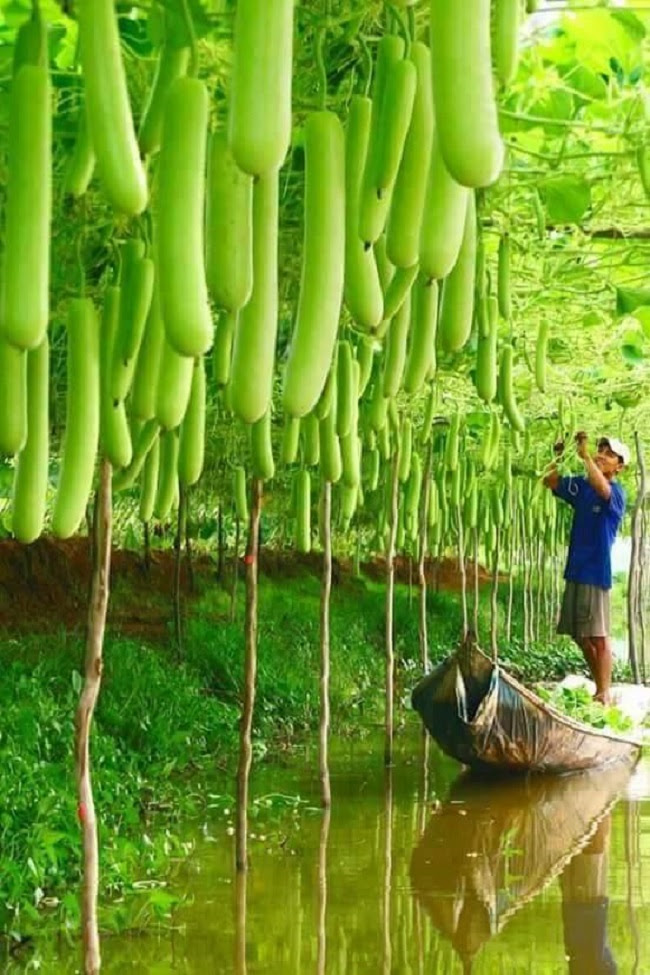 Mãn nhãn với những vườn cây cho ra trái trĩu trịt tưởng chỉ có trong mơ - Ảnh 4.