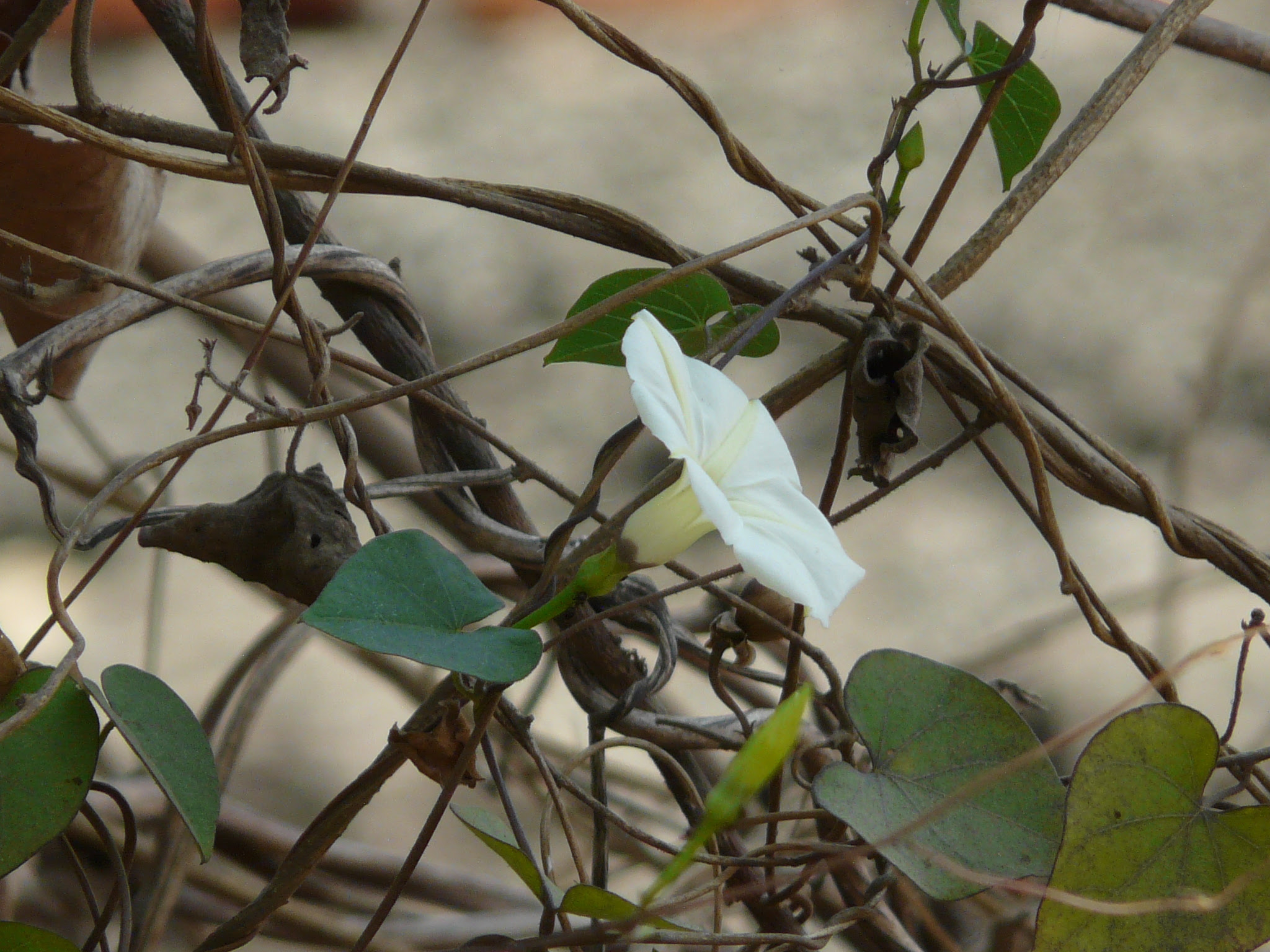 Ipomoea obscura (L.) Ker Gawl.