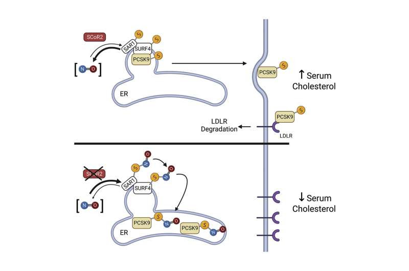 Researchers discover new oral drug for lowering cholesterol