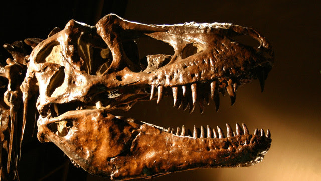 População total do tiranossauro rex chegou a 2,5 bilhões, aponta estudo
