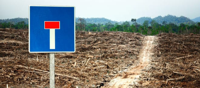 Destrucción de la selva tropical para establecer cultivo de palma aceitera, fotomontaje con señal de camino cortado.