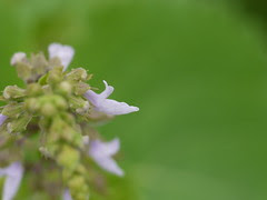 Plectranthus mollis