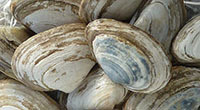 Soft-shelled clam