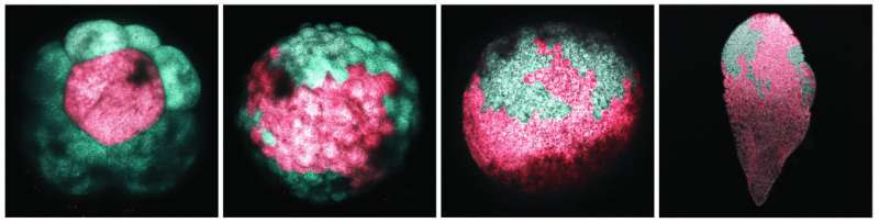 Harvard researchers discover embryonic origins of adult pluripotent stem cells