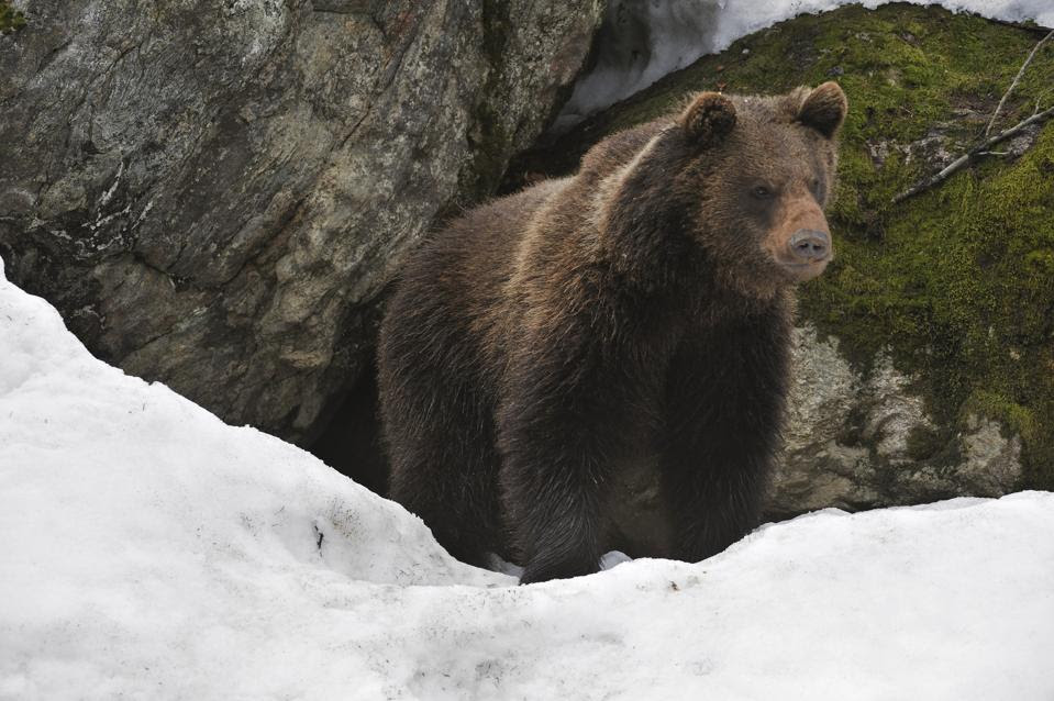 Eurasian brown bear (Ursus arctos arctos) in the snow in early spring emerging from den among rocks in woodland, Bavarian Forest National Park, Germany