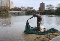 Seining at Inwood Park