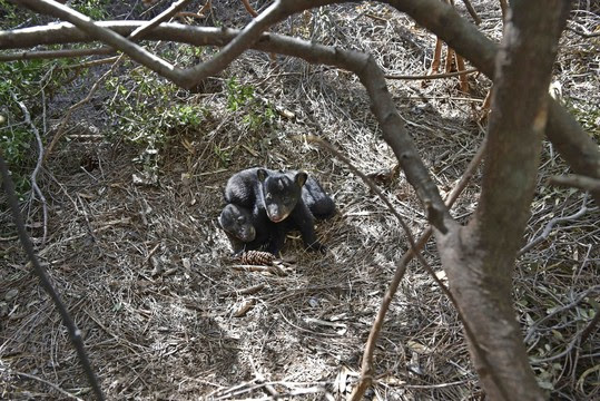 bearcubs