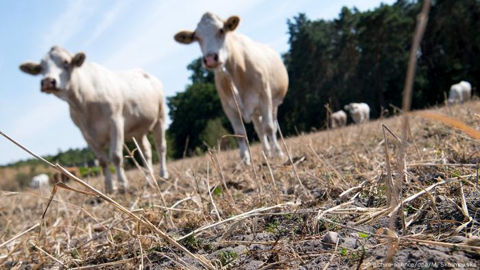 Farms in northern Germany have been wracked by drought this summer Cows in a dry field (picture-alliance/dpa/M. Skolimowska)