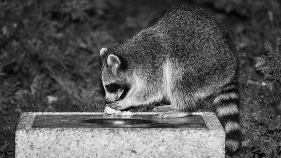 a black-and-white photo of a raccoon eating on the edge of a garbage can