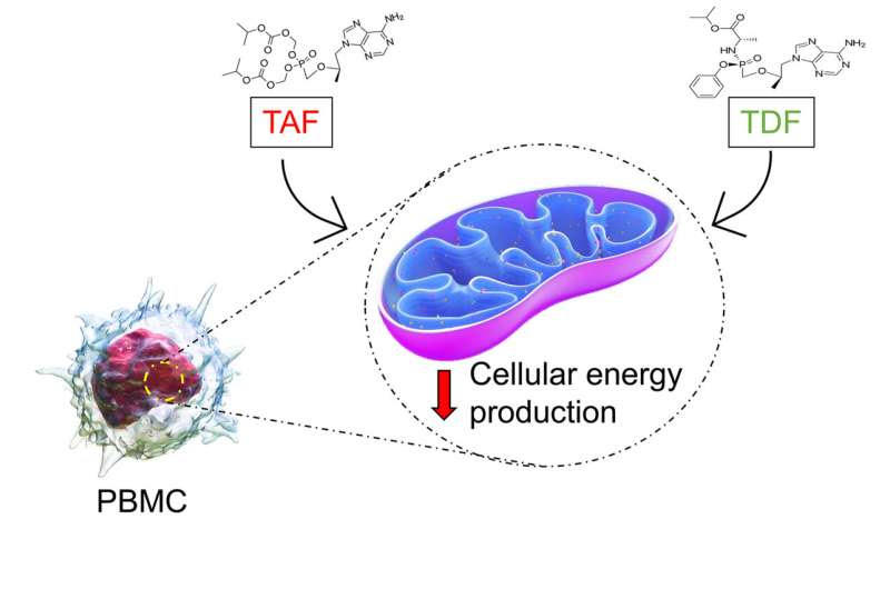 Commonly used antiretroviral drugs used to treat HIV and hepatitis B reduce immune cells' energy production