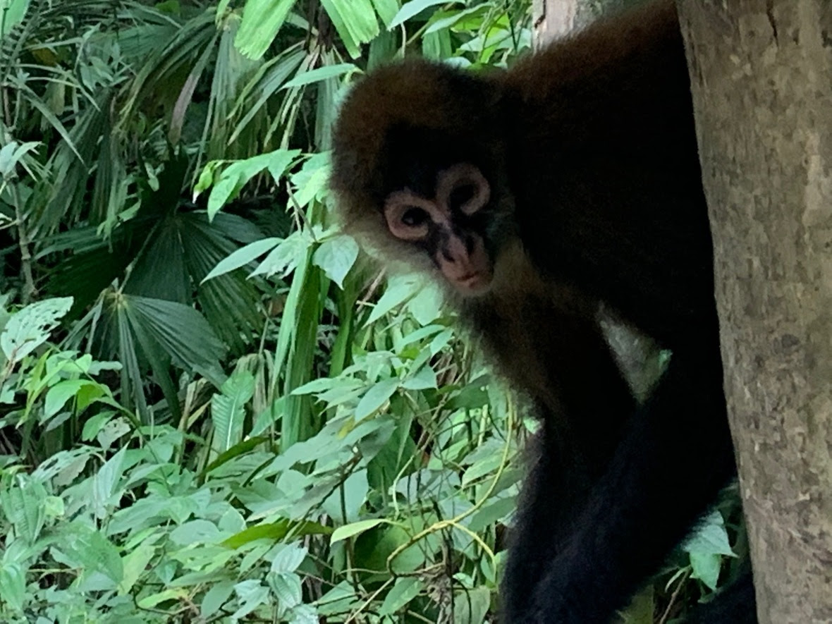 Juvenile spider monkey looks down from behind a tree with jungle in background