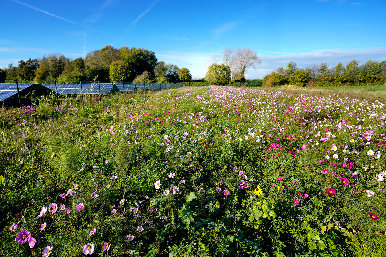 Natuurwerkdag Noordmanshoek