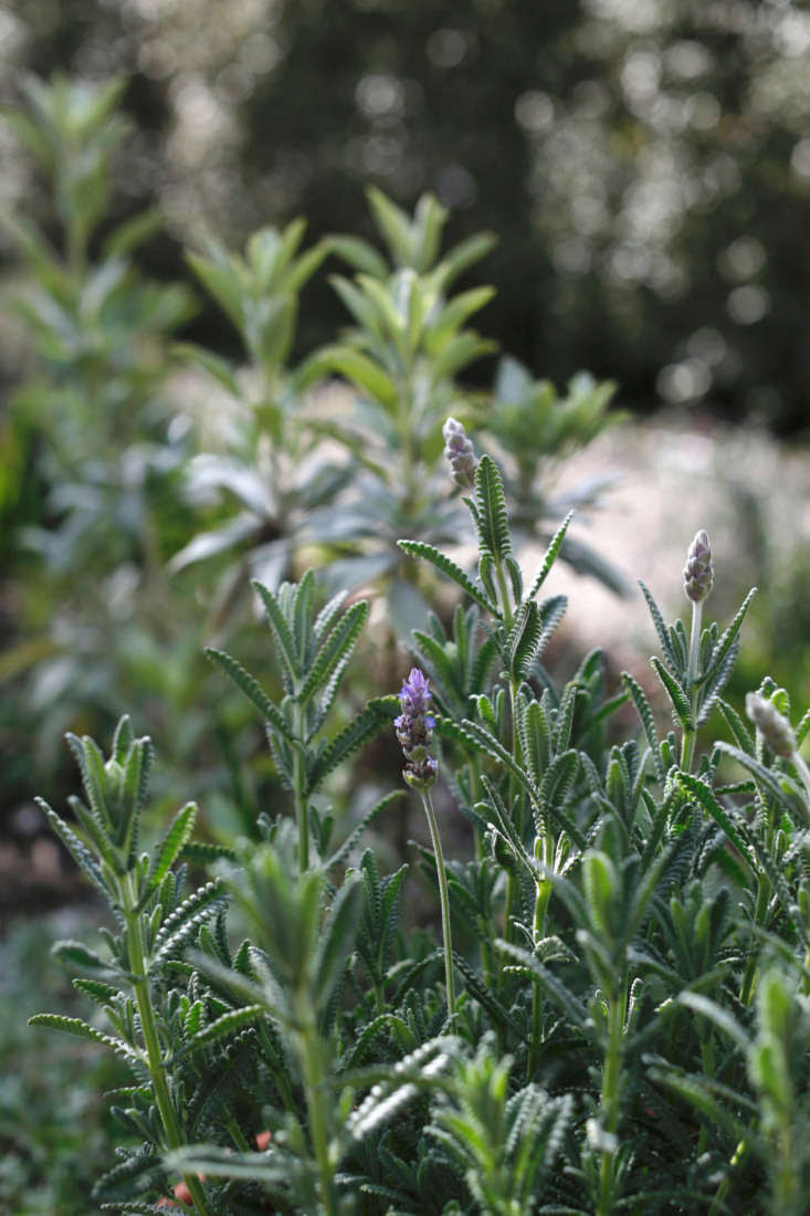 A cultivar of gray French lavender, silvery L. dentata candicans has larger leaves with a silvery cast.