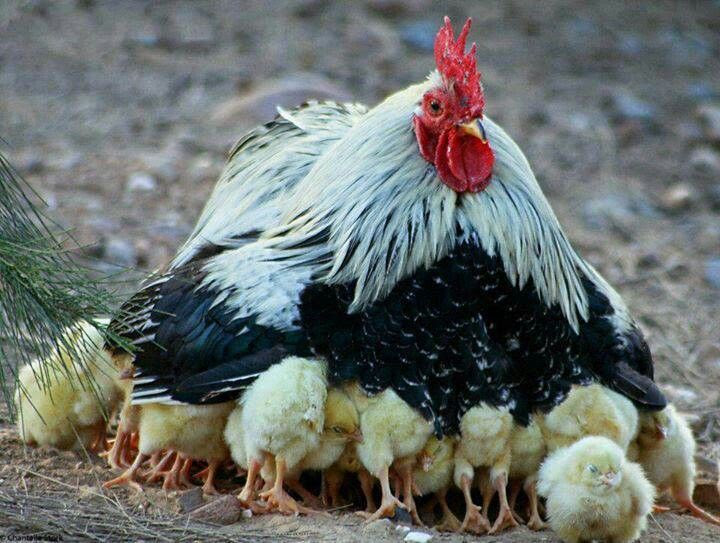 Image result for hen hiding chicks